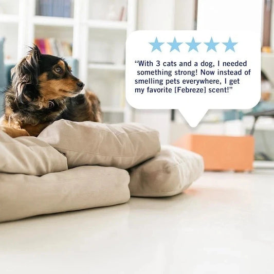 Dog lying on a cushion with a five-star rating card and text about Febreze scent.